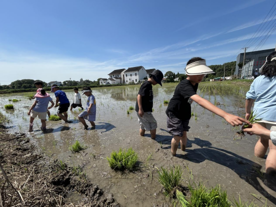 1758003476112859.png 北桥街道丰泾村关工委联合苏州市相城区德标生态农业专业合作社共同举办了“童趣入田 感悟农耕”小小农夫插秧劳动体验活动,让孩子们在泥土的芬芳感受到农耕文化的魅力。.png